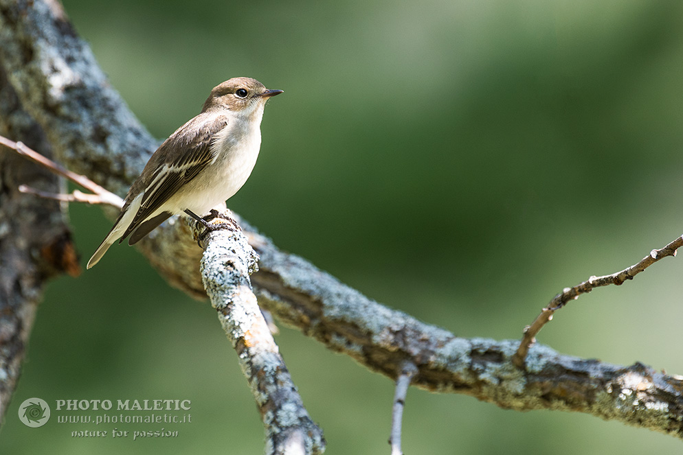 Lu bianco (Phylloscopus bonelli)?  No, Balia nera (Ficedula hypoleuca)